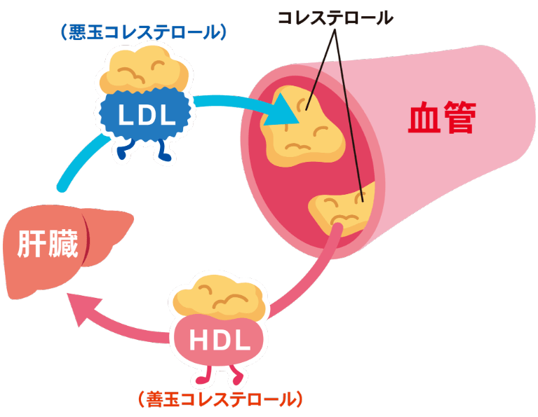 コレステロールとは