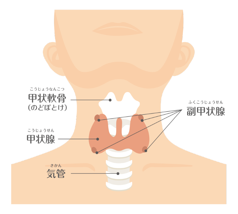 甲状腺機能